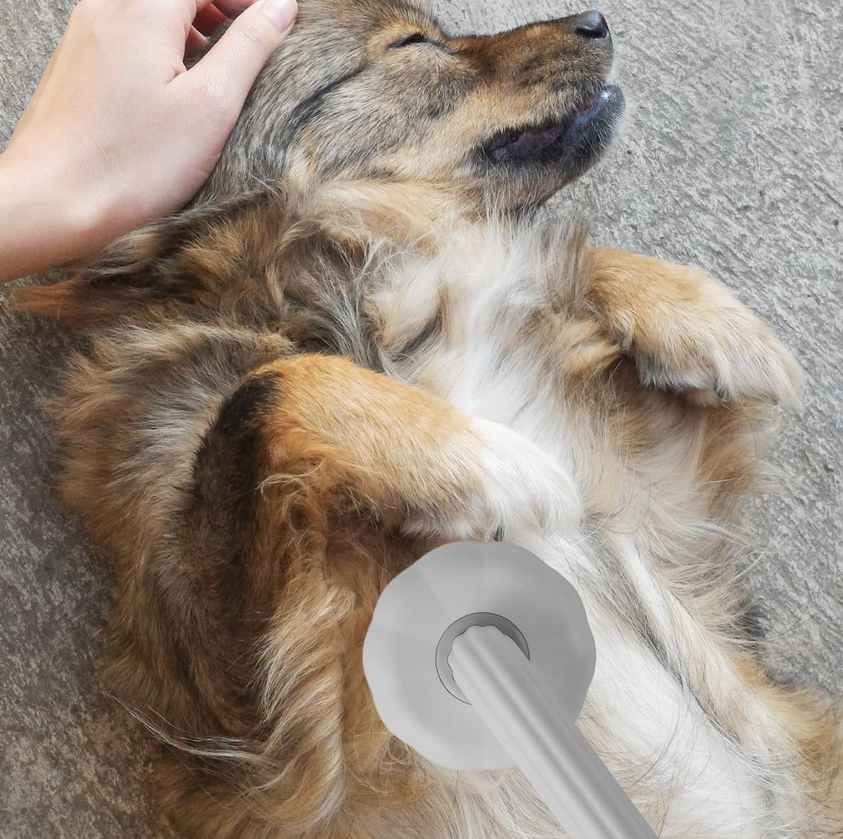Pumpkin Pet Grooming Brush W/Clean Button | Cat & Dog