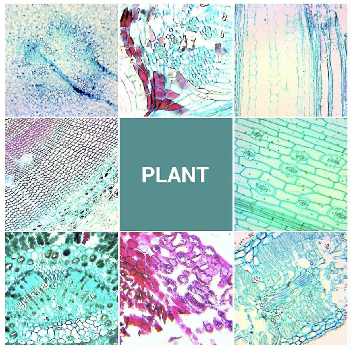 100 Prepared Microscope Slides W/Specimens | WR-W08