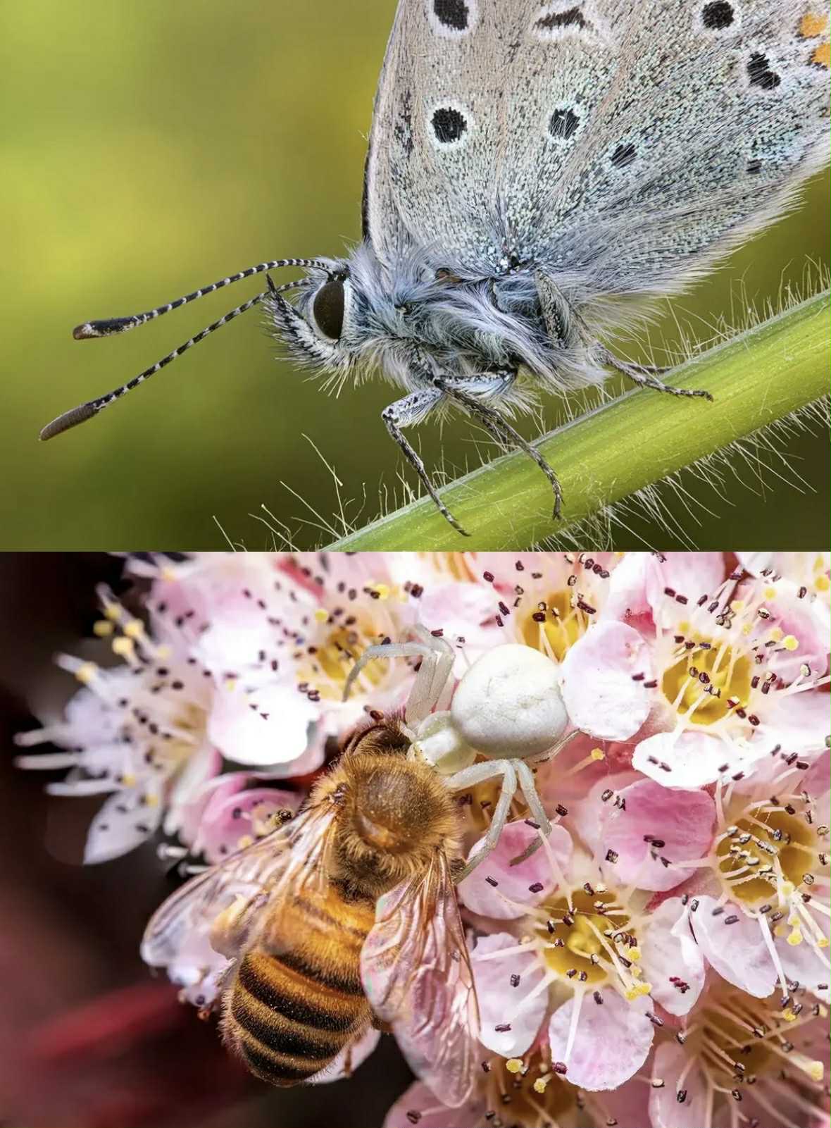 LAOWA FFII 90mm F2.8 CA-Dreamer Macro 2X Full-Frame Lens
