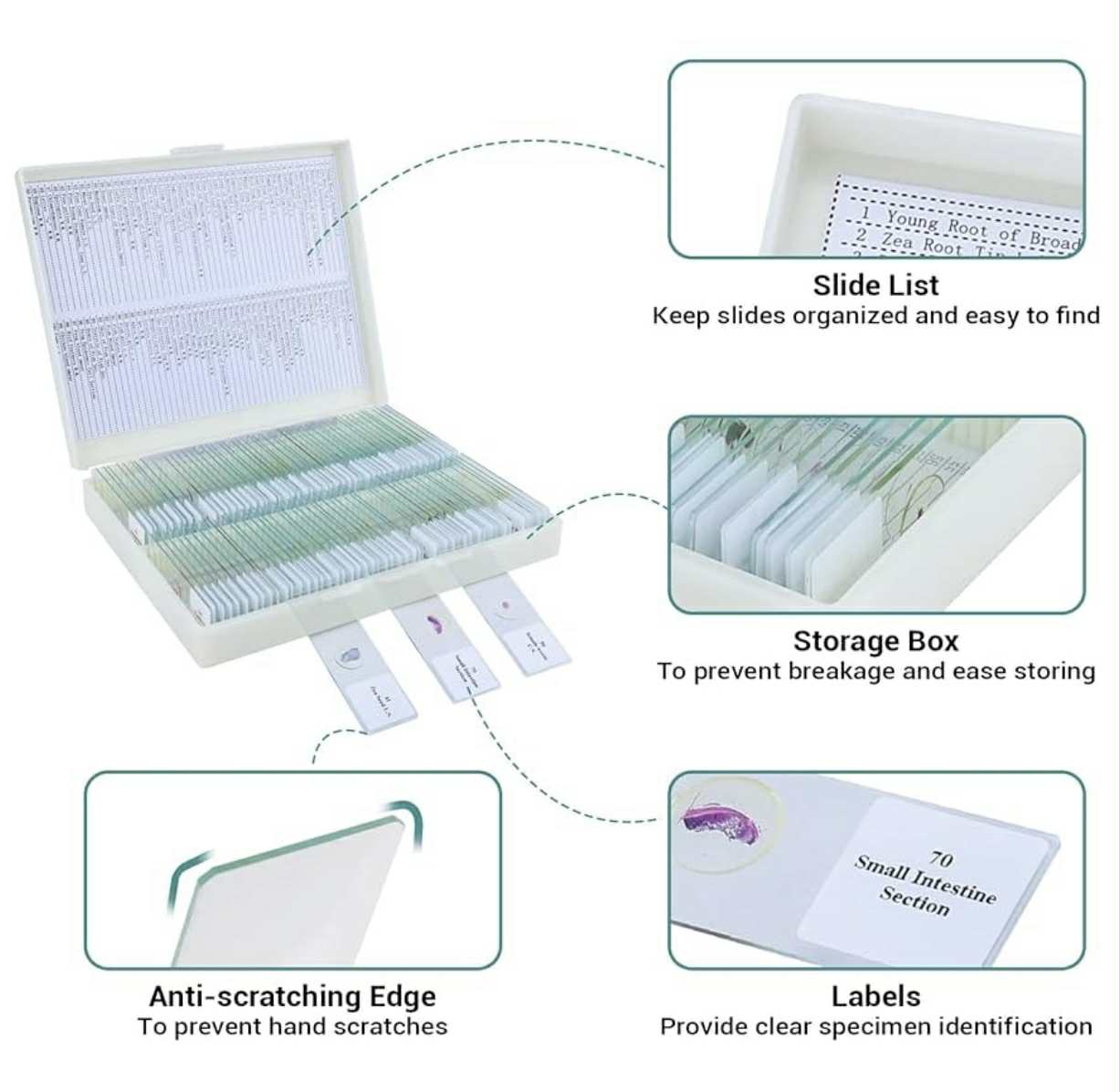 100 Prepared Microscope Slides W/Specimens | WR-W08