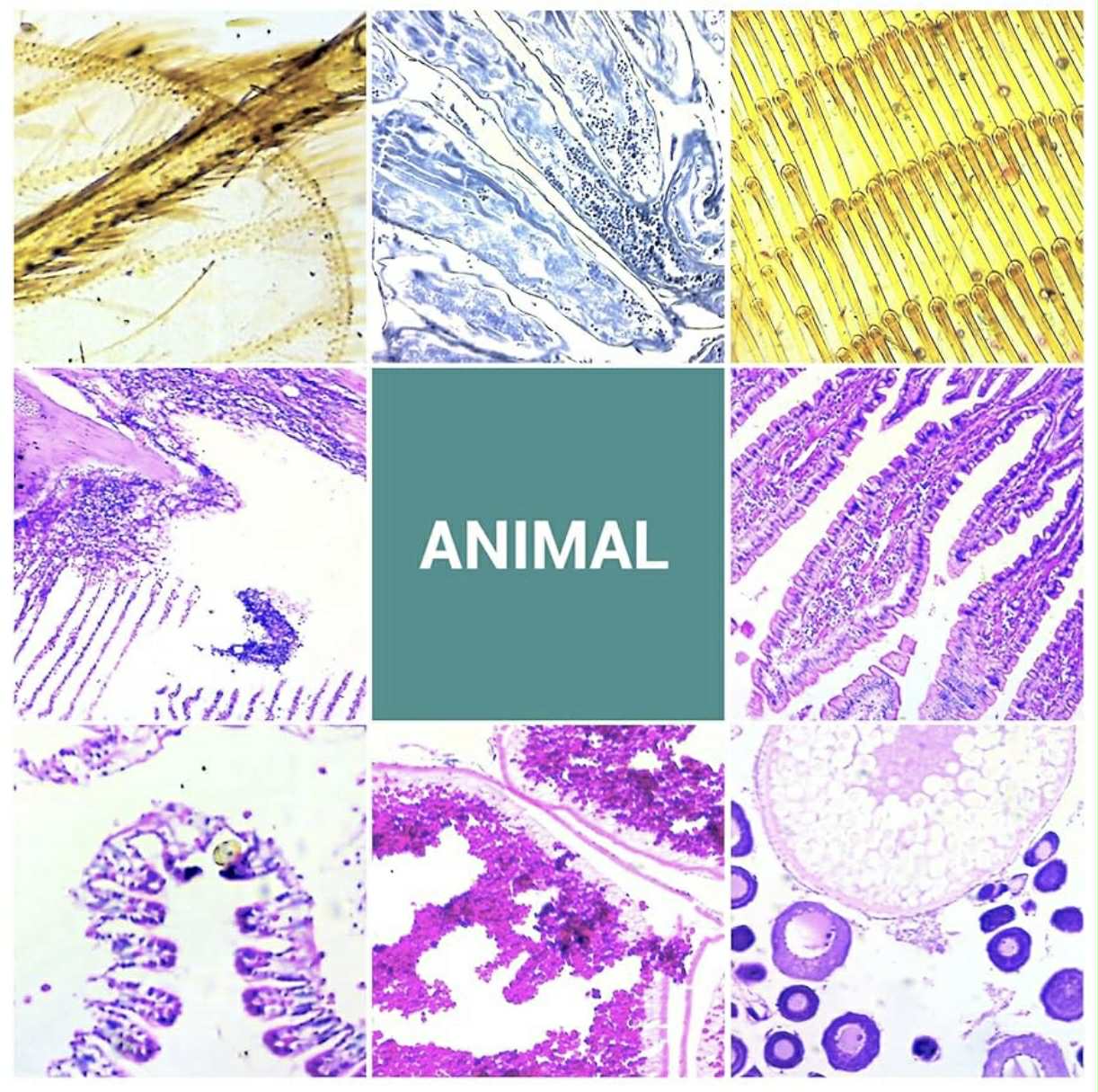 100 Prepared Microscope Slides W/Specimens | WR-W08