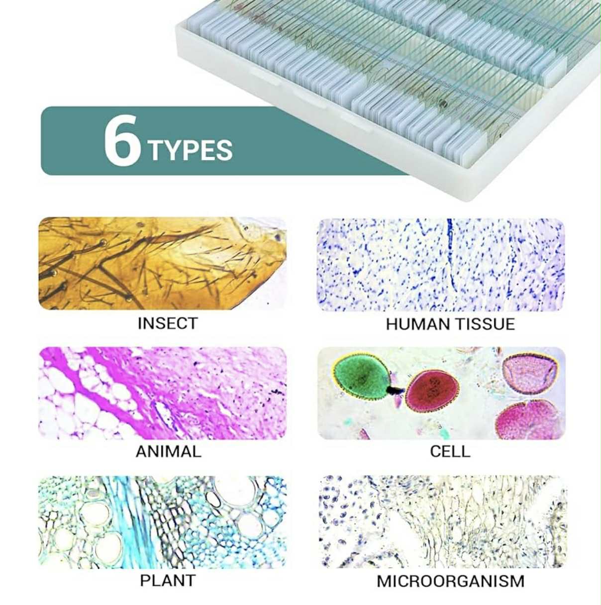 100 Prepared Microscope Slides W/Specimens | WR-W08