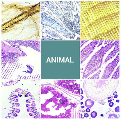 100 Prepared Microscope Slides W/Specimens | WR-W08